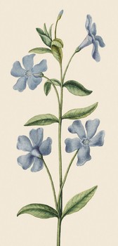 Museums & Galleries Lesser Periwinkle  Slim VAF096 (D)