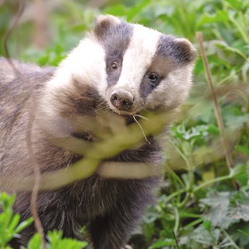 GBCC - A Curious Badger by Its Sett - HANHI0009
