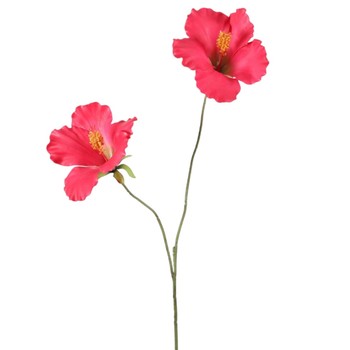 Hibiscus rood