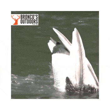 Outdoor Outfitters Feeder Mallard Motion Drake Decoy