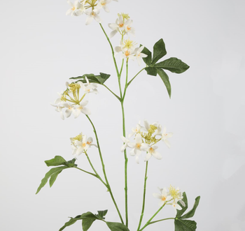 Forsythia White