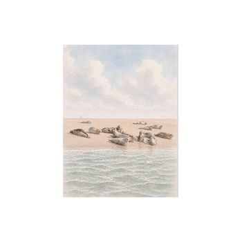 Plek kaartje · Zeehonden op de zandbank