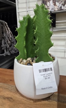Small Cactus in White Pot