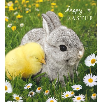 Woodmansterne - Rabbit and chick snuggled together - 618826