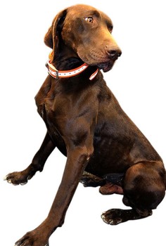 Outdoor Outfitters DuraFlect Hi-Viz Dog Collar Reflector Strip