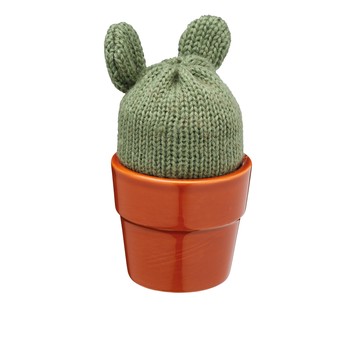 EGG CUP CACTI