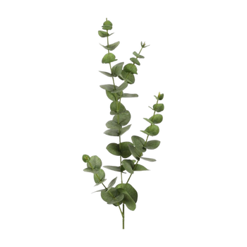 Eucalyptus tak