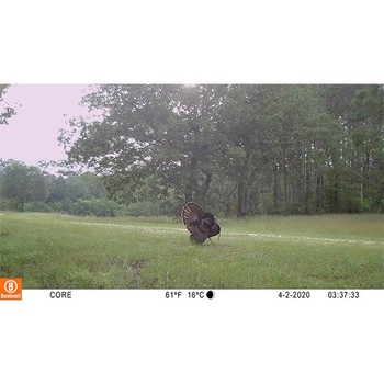 Bushnell 30MP Trail Cam CORE 4K Camo