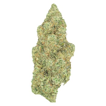 Greybeard Critical Diesel / 3.5g / Sativa