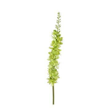 Foxtail