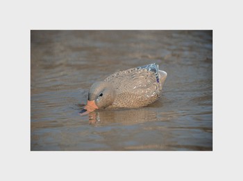 Higdon Pro Swimmer Mallard Hen