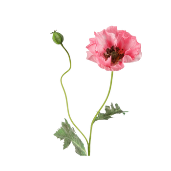 Roze klaproos