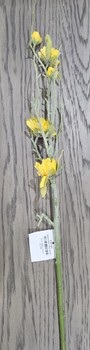 Deep Yellow Zinnia