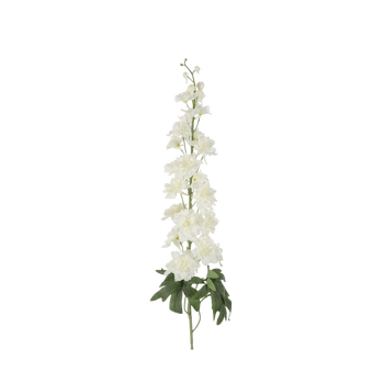 White Delphium