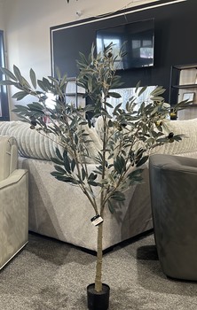 4' Olive Tree in Black Pot