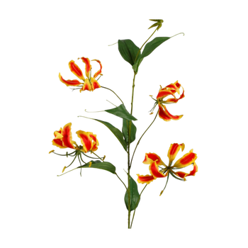 Gloriosa bloem