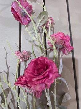Dark Pink Zinnia