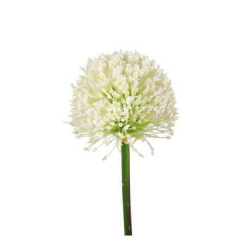 Allium wit