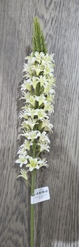 Texas Blue Bonnet