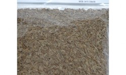 Monara Cummin Seeds 150g