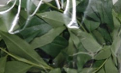 Rampe / Panden Leaves