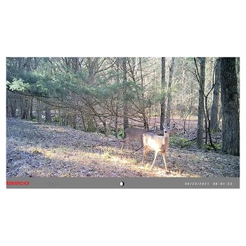 Tasco 12MP Low Glo Trail Camera