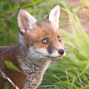 GBCC - A Young Fox Cub - HANHI0006