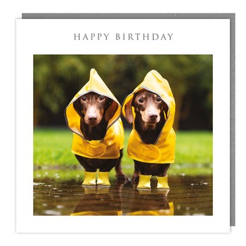 Tracks - Series K Birthday - Walkies - Dachsaunds in the rain - Matt - C3343