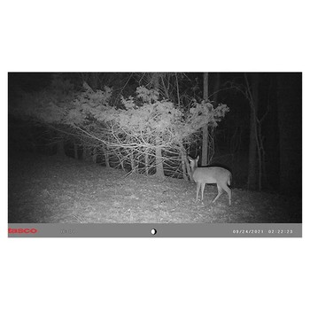 Tasco 12MP Low Glo Trail Camera