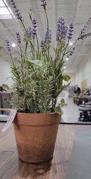 Lavender Potted Plant