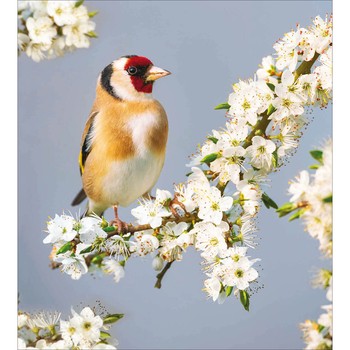 Woodmansterne - Goldfinch Perching On Blossom - Greetings Card