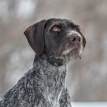 SportDOG NoBark SBC-8 Collar