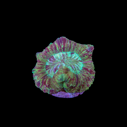 Rainbow Folded Brain 5 (Trachyphyllia Radiata)
