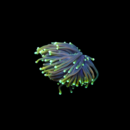 Hellfire Torch Torch - 1 Head Frags (Euphyllia glabrescens)