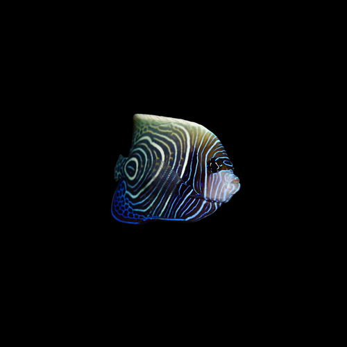 Emperor Angelfish - Half Adult (Pomacanthus Imperator)