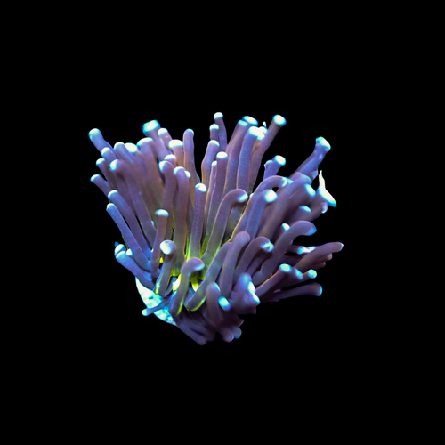 AI Tiger Knicks - 1 Head (Euphyllia Glabrescens)
