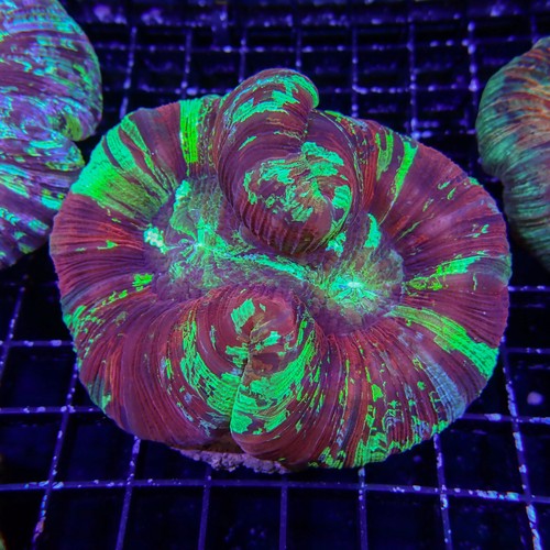 Rainbow Folded Brain 2 (Trachyphyllia Radiata)