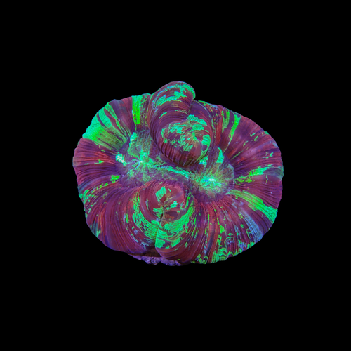 Rainbow Folded Brain 2 (Trachyphyllia Radiata)