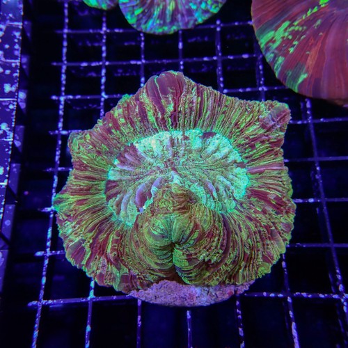 Rainbow Folded Brain 5 (Trachyphyllia Radiata)