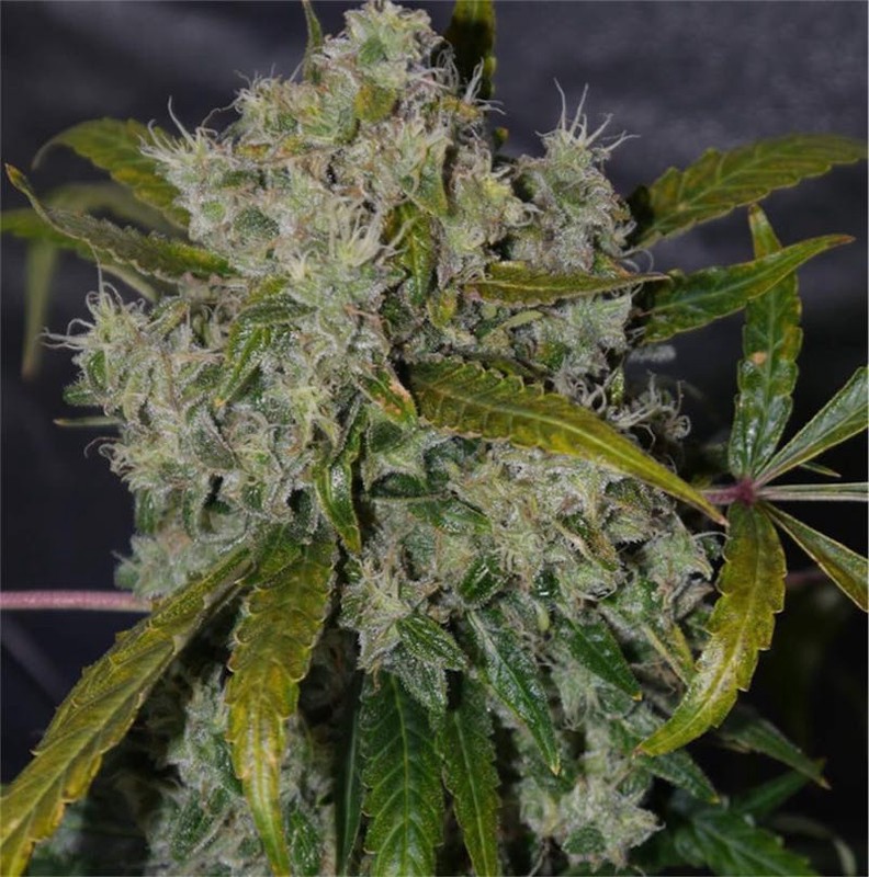 THCA Indica 3.5 G Blueberry Lemonade