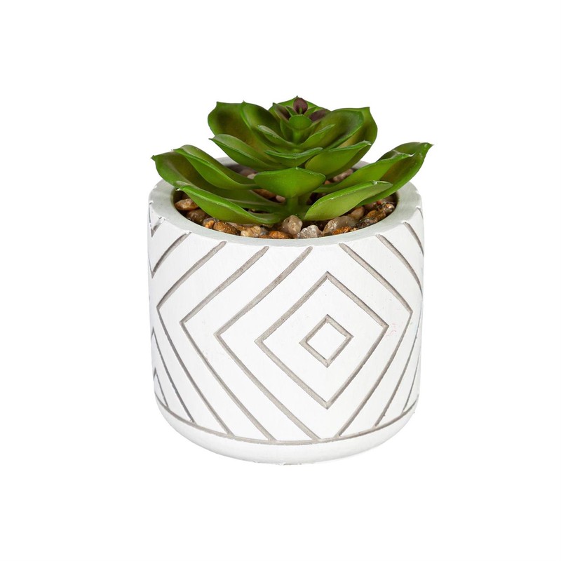 Succulents