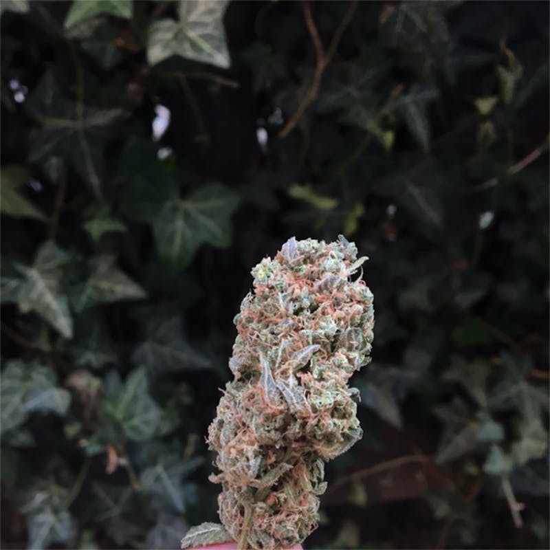 THCA 3.5 G Strawberries & Cream