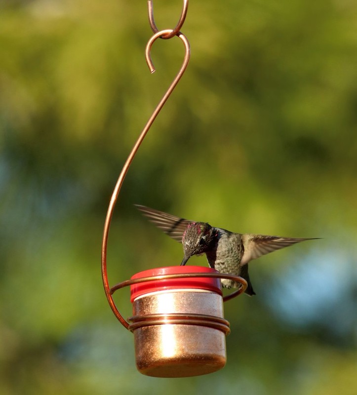 Hummingbird Feeders
